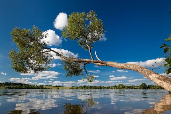 дерево у реки