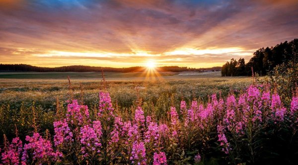 иван чай кипрей