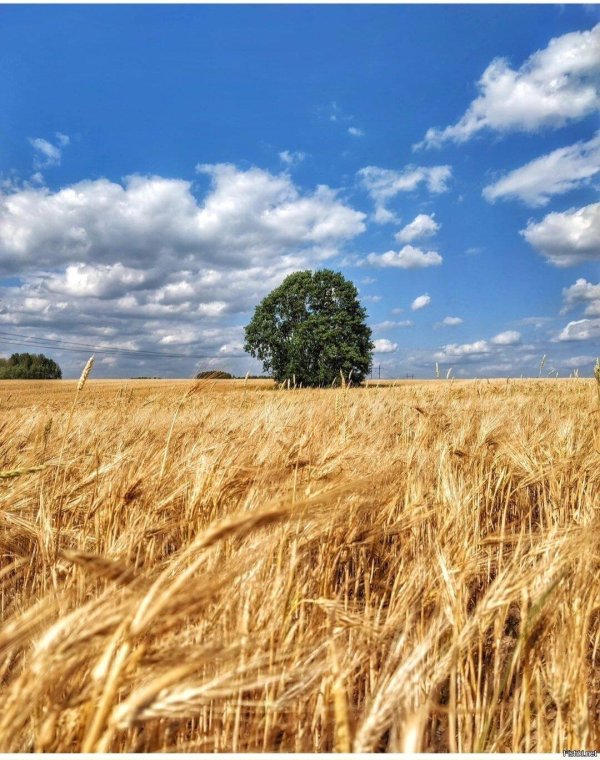 поле пшеница