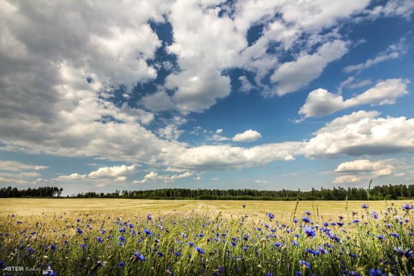 прокудингорский васильки во ржи