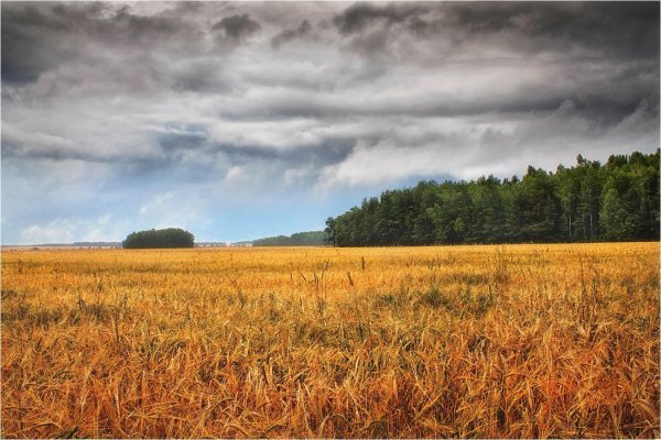 поля белоруссии