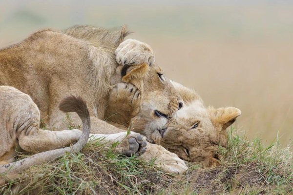 львов львица лев львенок