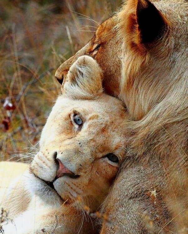 львица со львенком