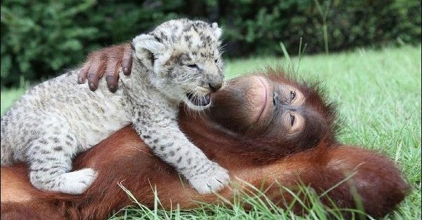 орангутанг детеныш