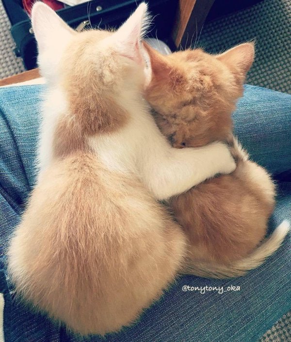 обнимающиеся котики