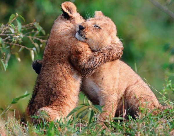 дарю обнимашки