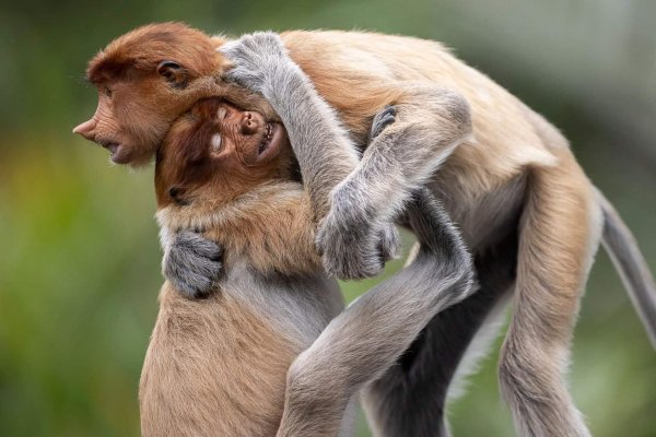 обезьяна носач