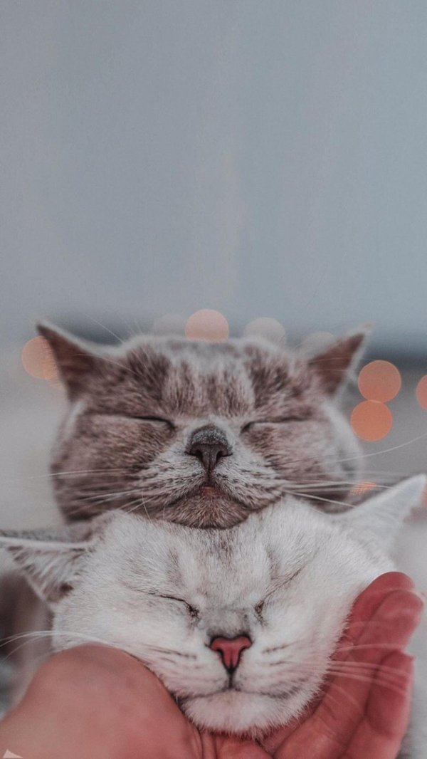 милая котик