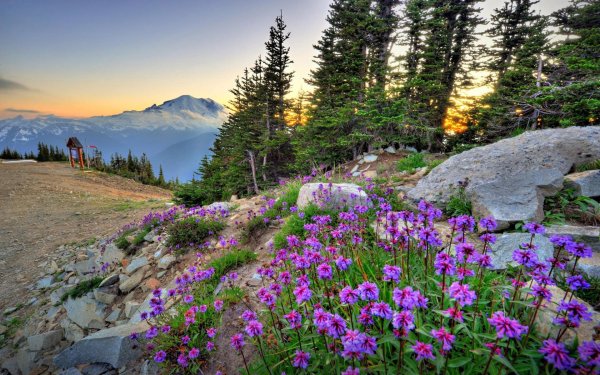 альпийские луга кавказа  эдельвейс