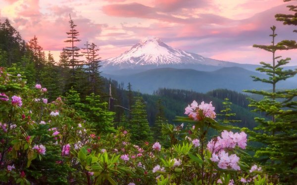 mt rainier national park