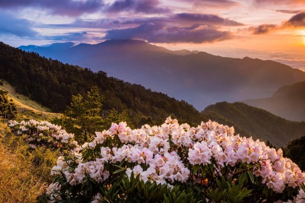 сочи рододендроны красная поляна