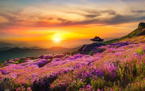 южная корея азалия