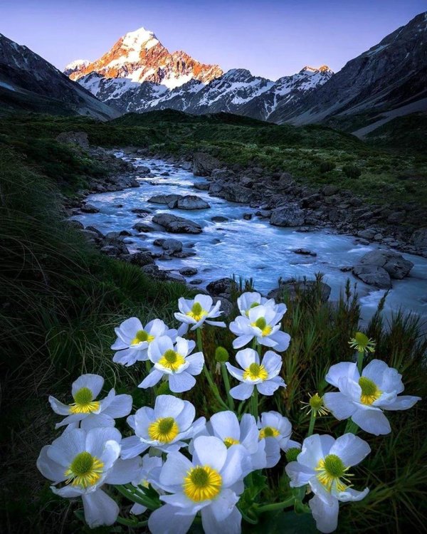 природа новая зеландия