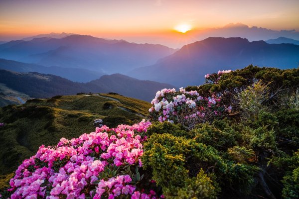 сочи рододендроны красная поляна