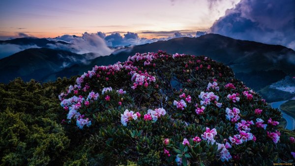 сочи рододендроны красная поляна