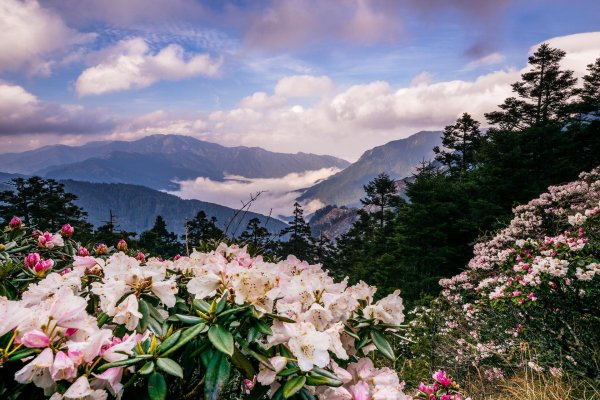сочи рододендроны красная поляна