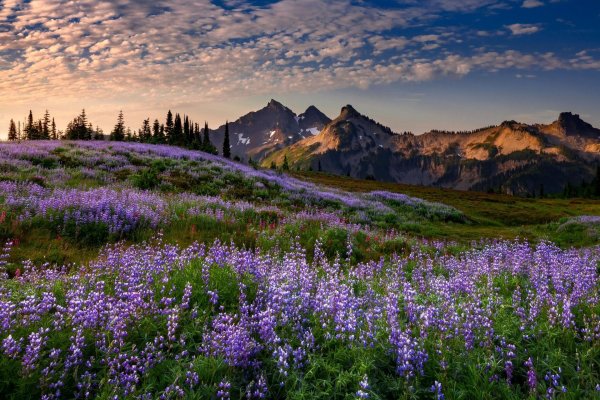 mt rainier national park