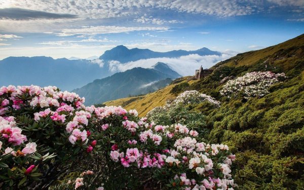 сочи рододендроны красная поляна