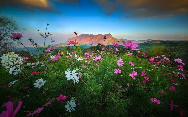 cosmos flower