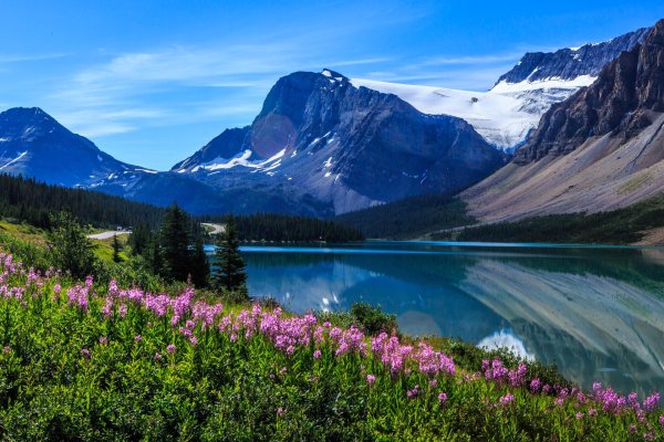банф национальный парк флора