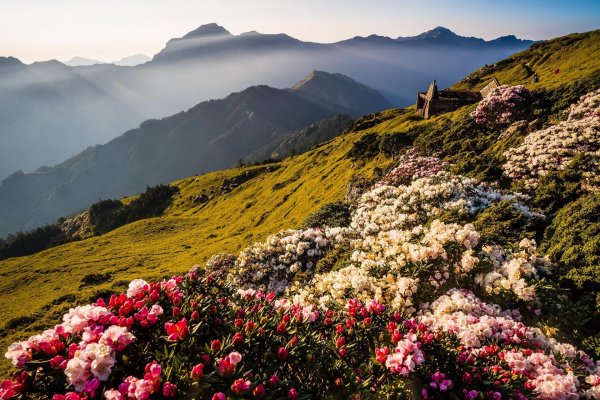 Горы с цветами