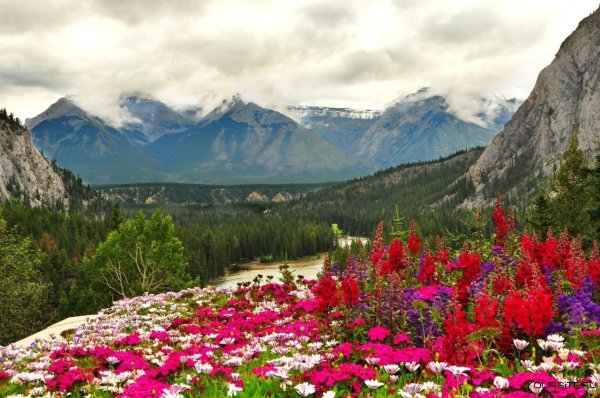 национальный цветок канады