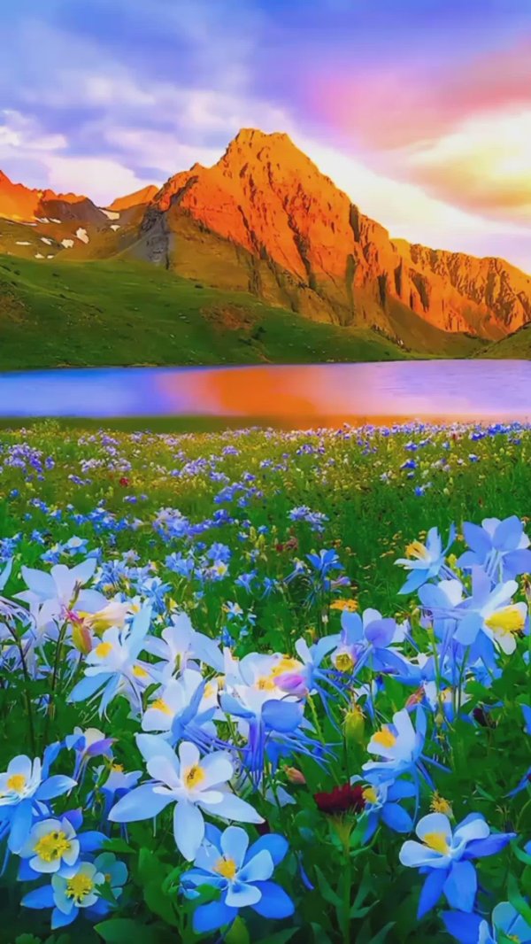 цветочное поле