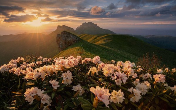 большой тхач цветение рододендрона