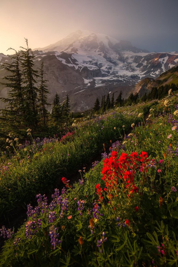 mt rainier national park