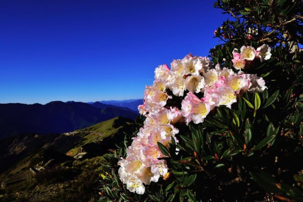 рододендрон эльбрус