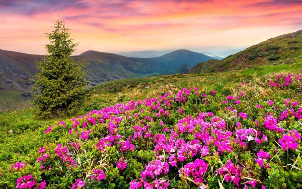 flowers in the mountains