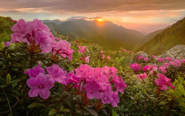 рододендрон карпатский