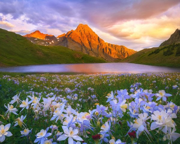 пейзажи с цветами