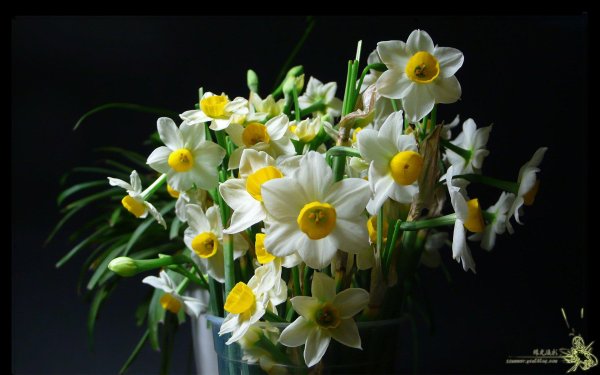 букет нарциссов