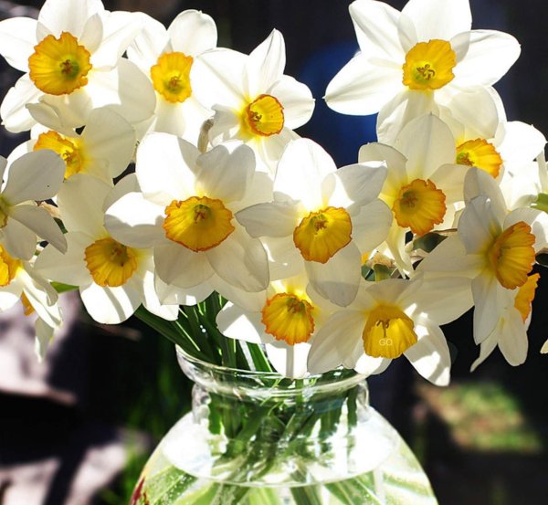 белые нарциссы