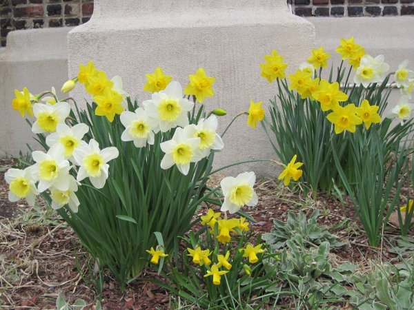 кустовые нарциссы