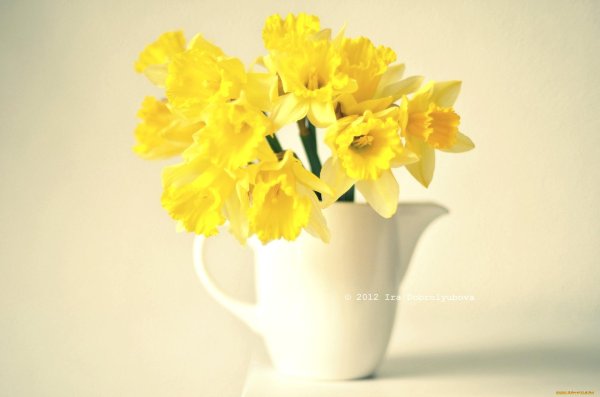 желтые цветы в вазе