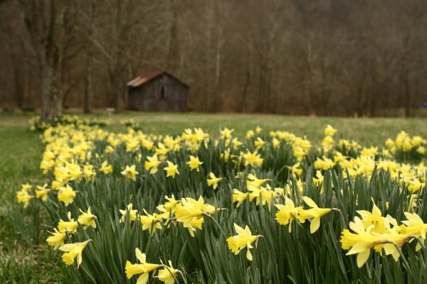 yellow daffodils