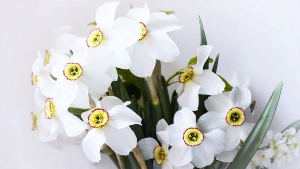белые нарциссы