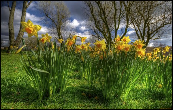 весенние желтые цветы