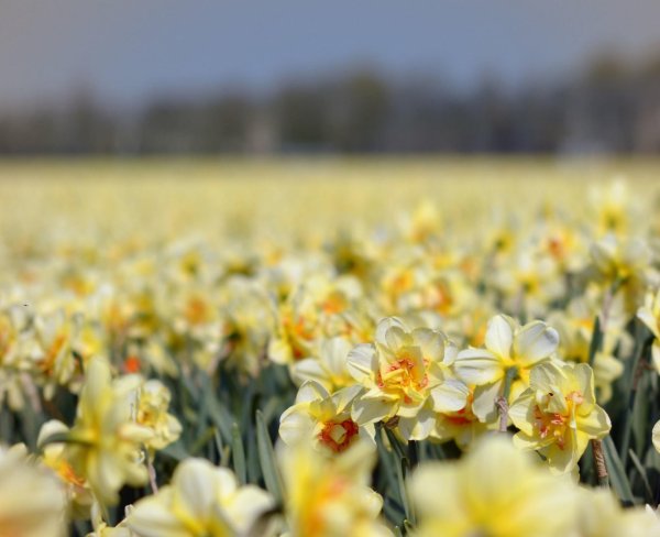 поле нарциссов