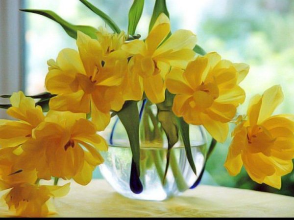 желтые цветы в вазе