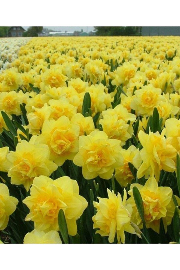 голландские нарциссы