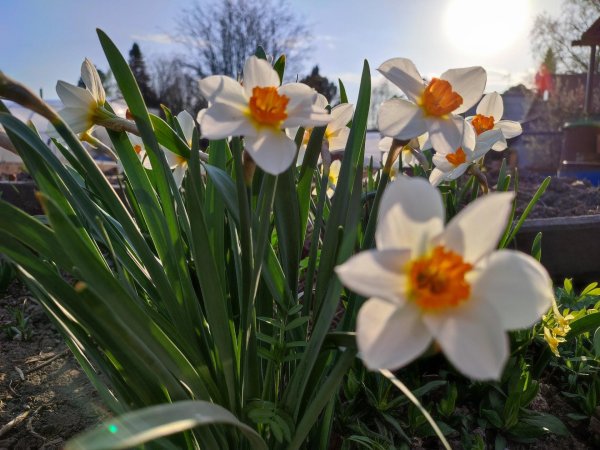 нарциссы в саду