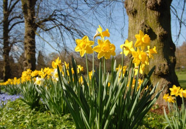 narcissus pseudonarcissus