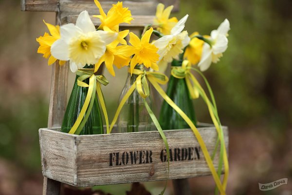 букет нарциссов