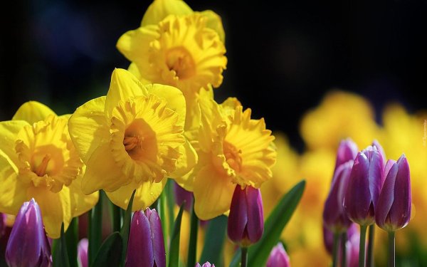 daffodil bulbs