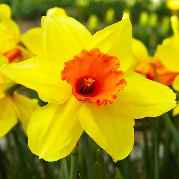 нарцисс пимпернел