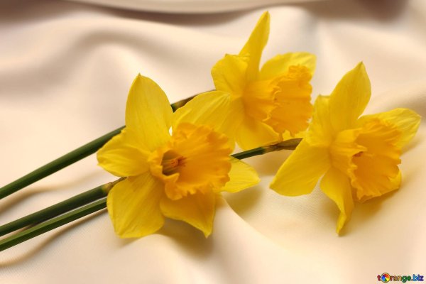 желтые нарциссы