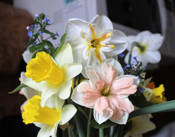 красивый букет нарциссов